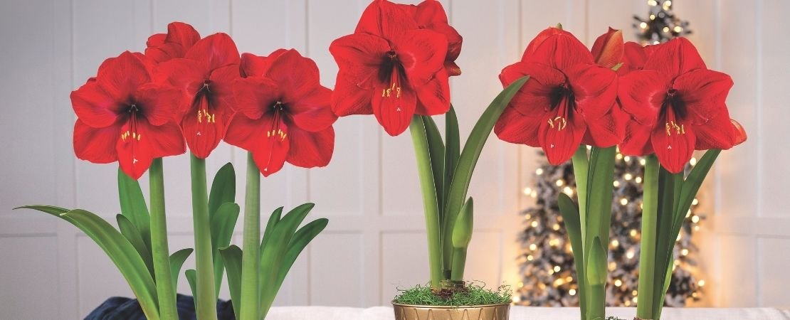Main image for the article:The Magic of Amaryllis Bulbs: A Perfect Holiday Gift That Grows