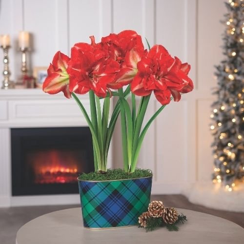 red amaryllis flowers blooming in a plaid container
