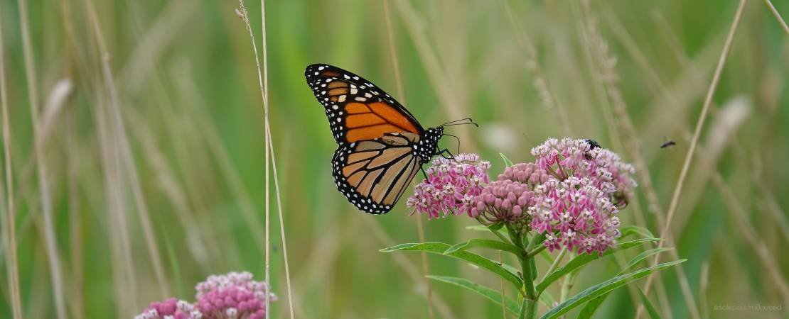 butterfly on milkweed