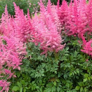 fluffy astilbe flowers