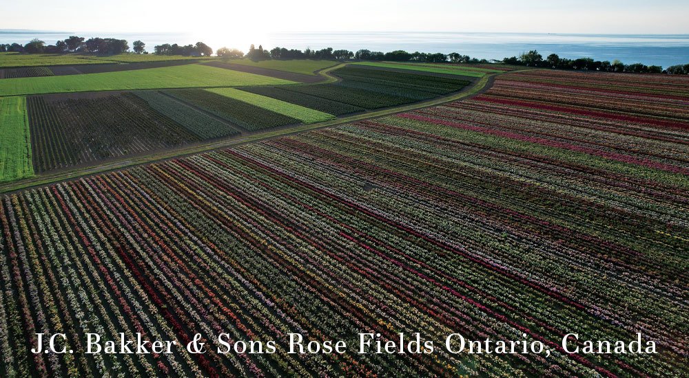 J.C. Bakker & Sons Rose Fields Ontario, Canada