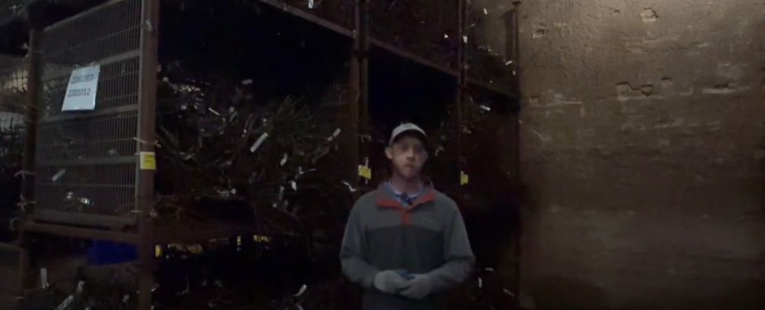 Main image for the article:How Cold Storage Protects Bare Root Roses