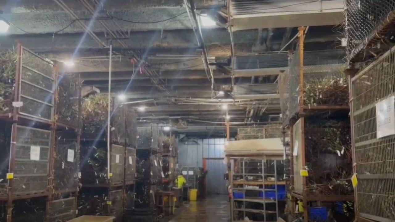 Jackson and Perkins cold storage room with stacked carts of bare root roses