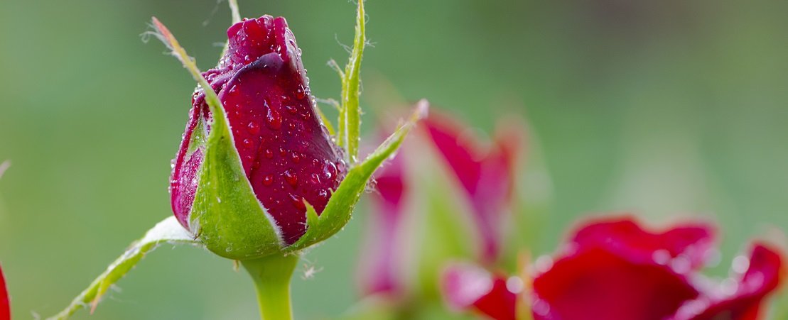 Teach Roses Beginner's Guide to Growing Roses | Jackson & Perkins