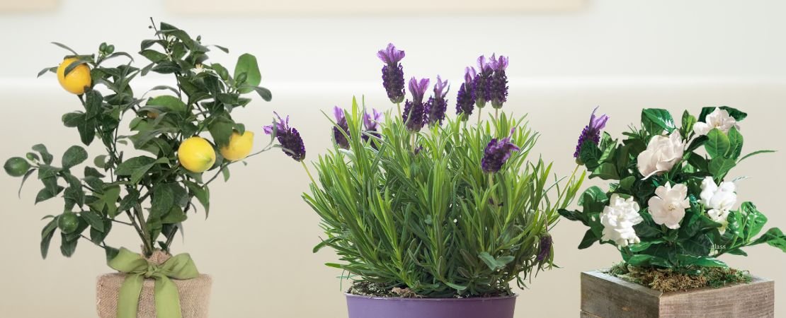 lemon tree, lavender, and olive tree gift plants