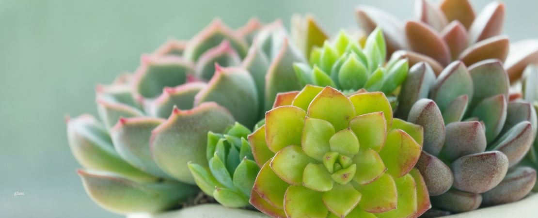 Main image for the article:Best Gifts for Spring: Why Plants Are the Perfect Gift