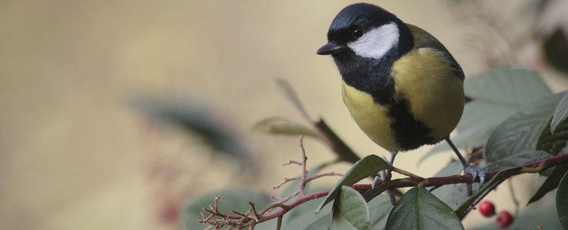 Main image for the article:Bird-Friendly Garden: Plants That Provide Food and Shelter