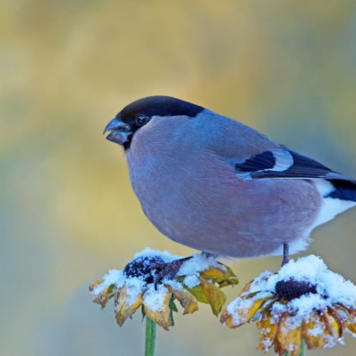 bird on rudbeckia seed heads in winter