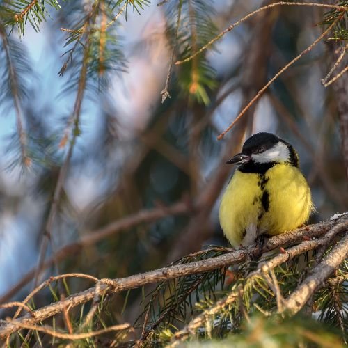 evergreen with bird in winter