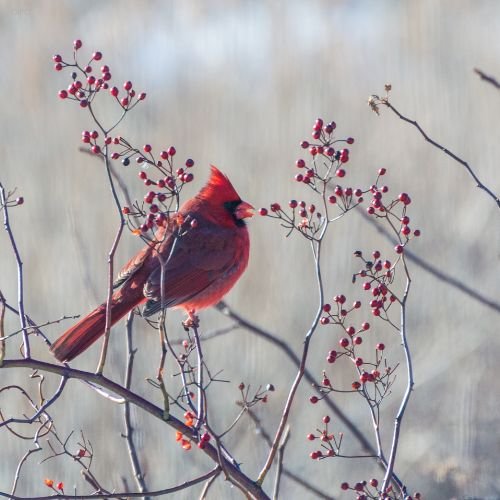 winterberry with birds in winter