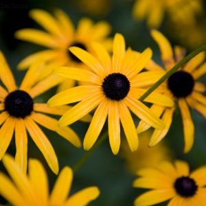 yellow flowers of black-eyed Susan