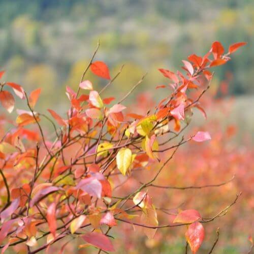 autumn leaves on a blueberry bush