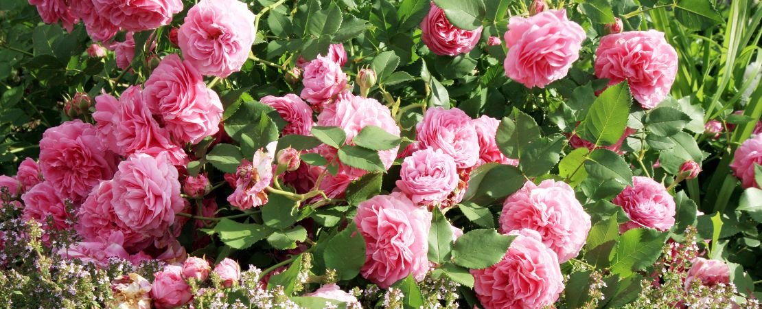 Main image for the article:Bourbon Roses 101: All About Bourbon Roses