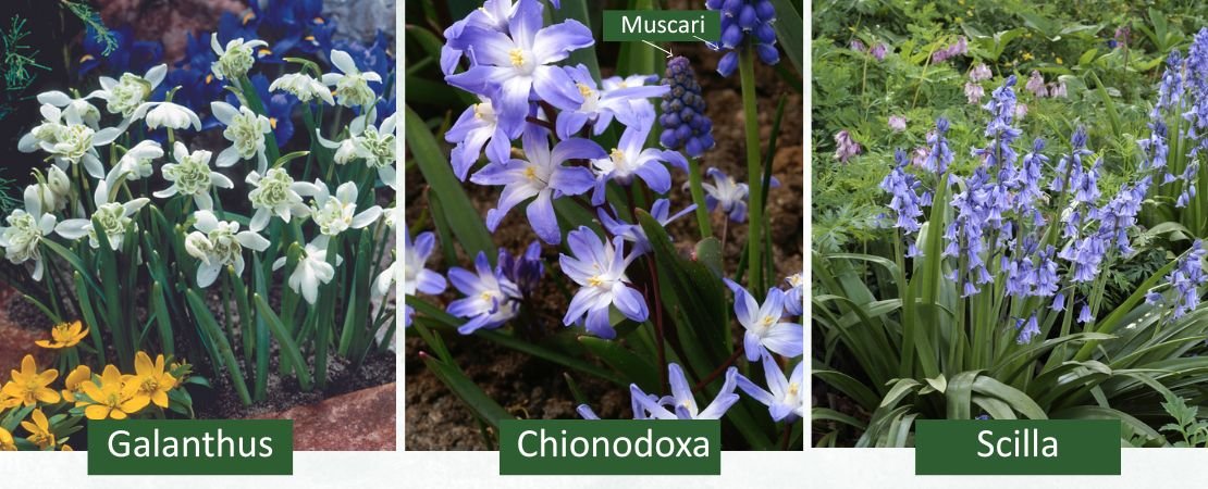 lesser known spring bulbs
