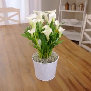 potted calla lily in decorative container