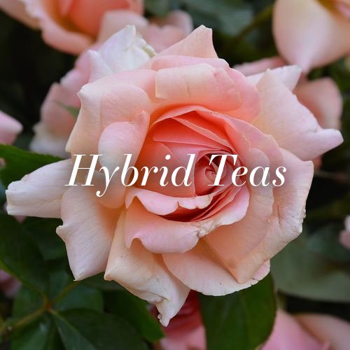 Tea Roses Aka Curated Collection of Roses for Canadian Gardeners | Jackson & Perkins ...
