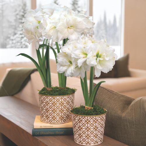 Amaryllis Care Instructions