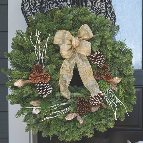 Evergreen Plant Care Essentials
