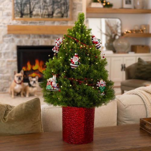 Evergreen Christmas Tree Maintenance Tips