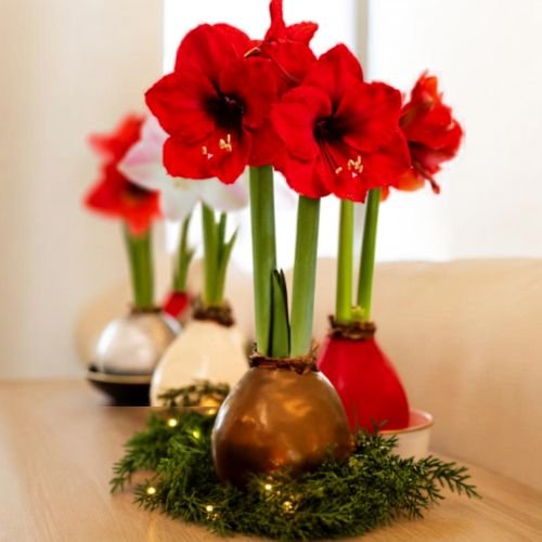 Waxed Amaryllis Plant Care Tips