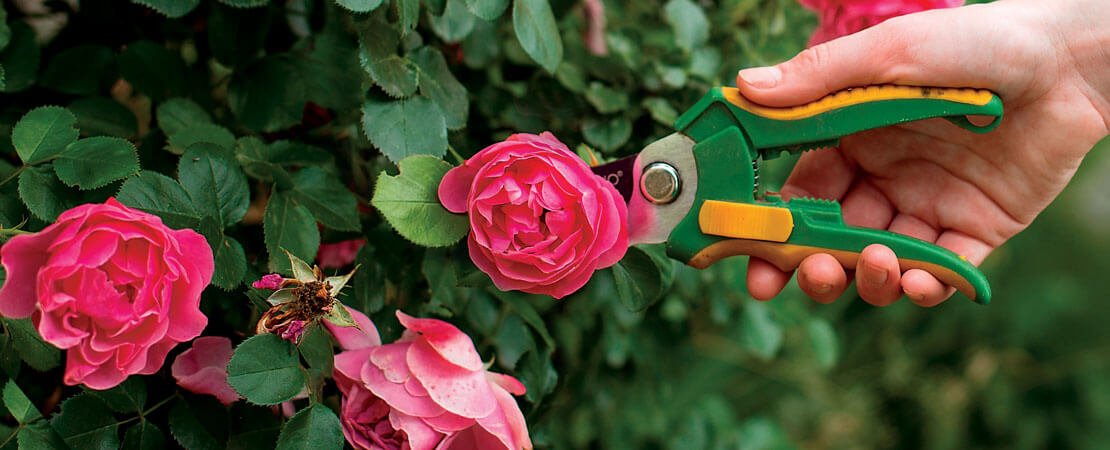 Main image for the article:Caring for Roses: Pruning & Feeding