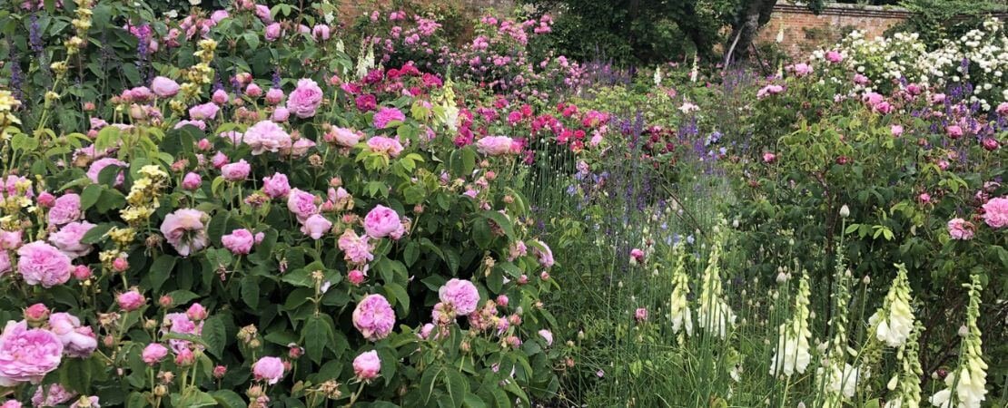 old garden roses in Mottisfont Abbey garden