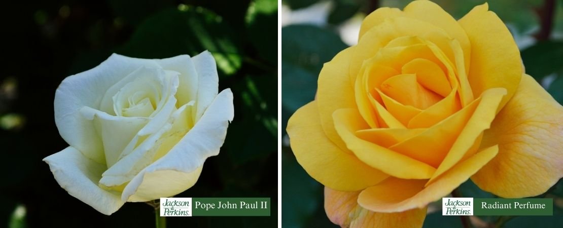 roses with citrus fragrance