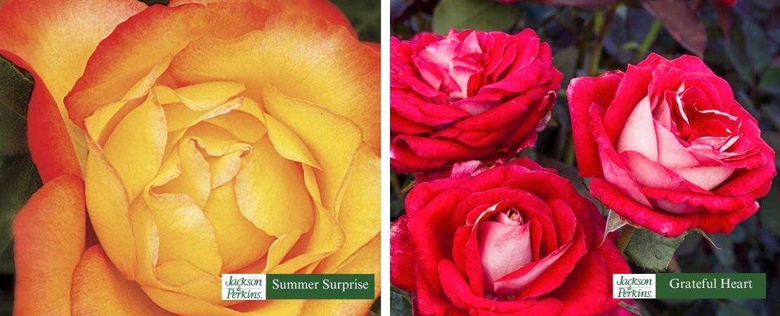 roses with fragrance