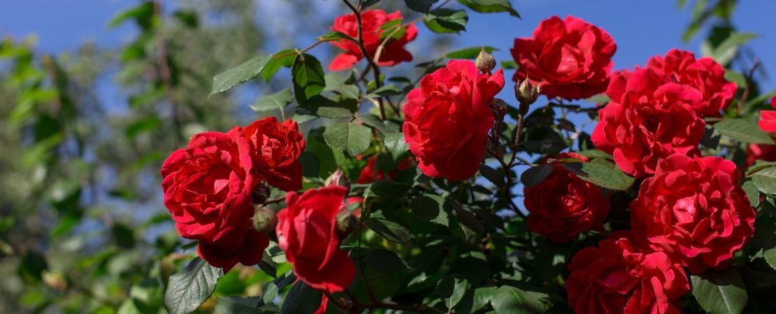 Roses for Cold Climates: The Complete Guide to Cold Hardy Roses ...