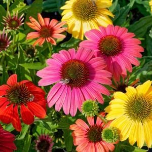 colorful coneflowers