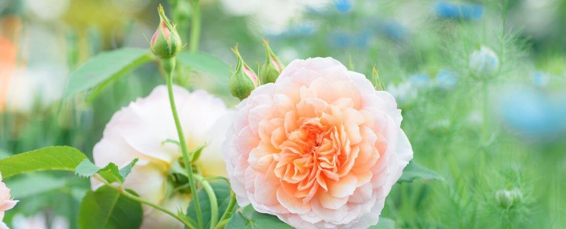 peach colored rose bloom in garden