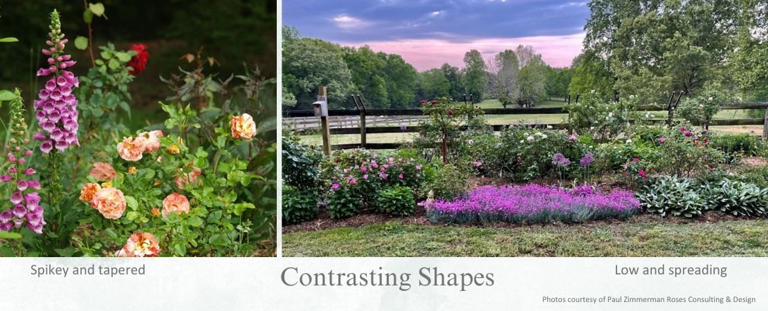 spikey and spreading perennial rose companion plants