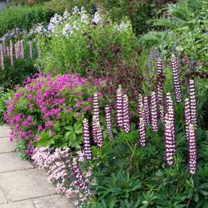 popular cottage garden flowers