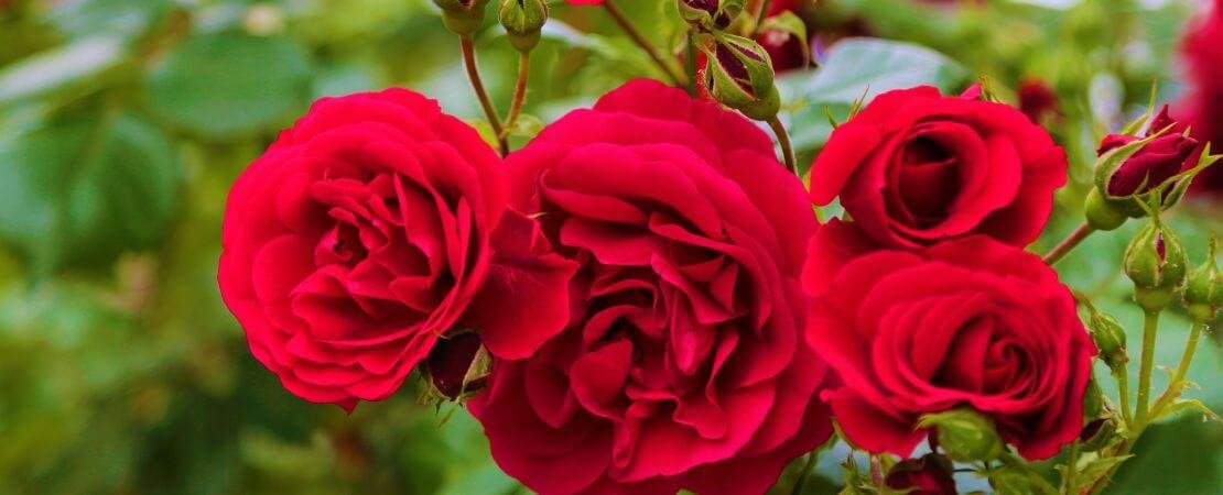 The Best Roses for Cutting and Expert Care Tips for Making Cut Roses ...
