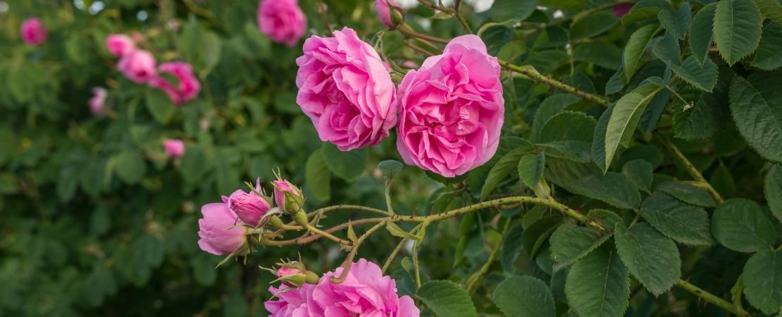Main image for the article:The Damask Rose: A Fragrant Tradition Worth Growing