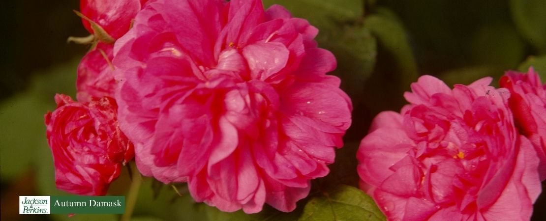 roses with damask fragrance