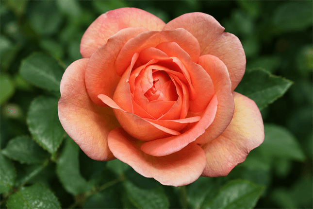 English/David Austin Roses