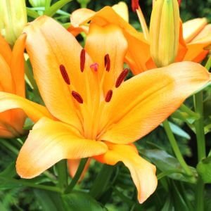 daylily flowers