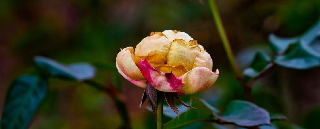 Main image for the article:December Rose Care Guide