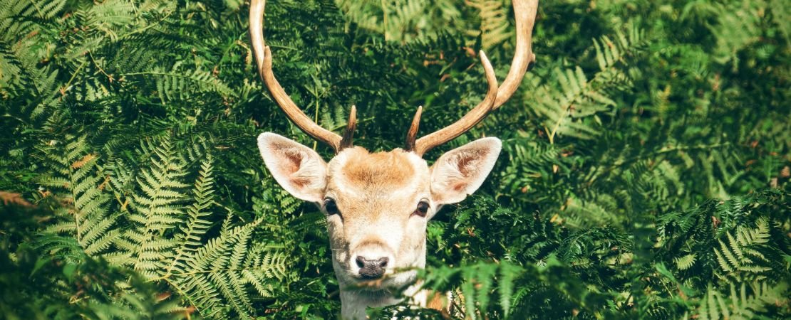 Main image for the article:Growing a Resilient Garden: How to Deter Deer and Rabbits