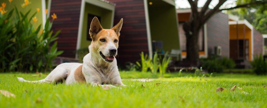 tan and white dog laying in grass