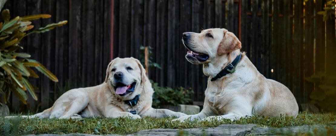 two older dogs enjoying sun in the garden