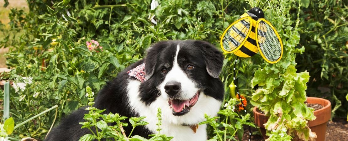 black and white dog sitting in the garden