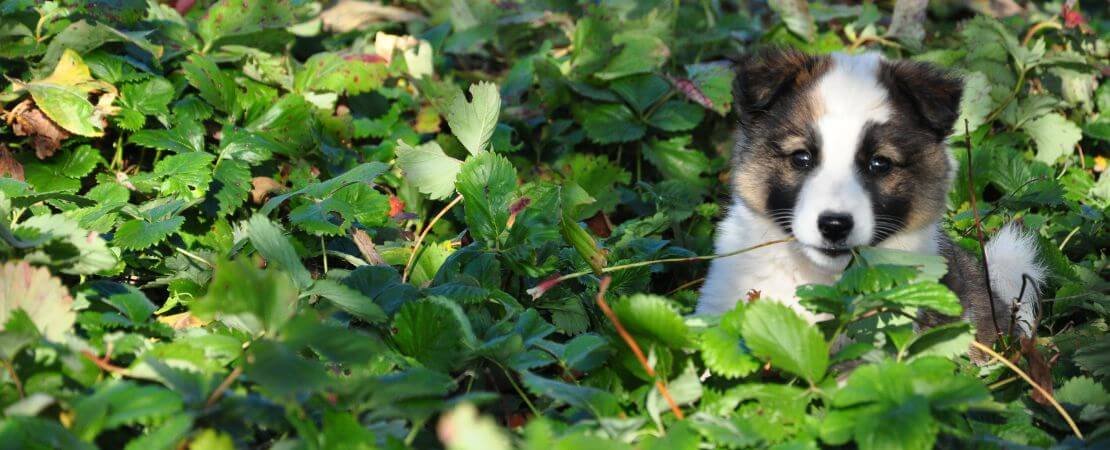 Main image for the article:Dog-Friendly Plants for Pet-Safe Landscaping