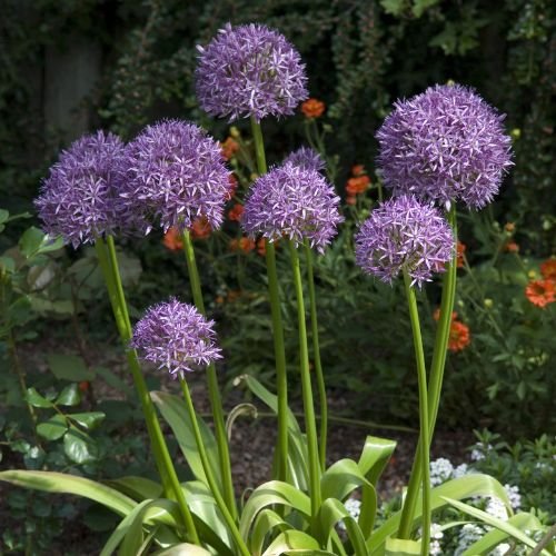 purple allium flowers in a garden with poppies