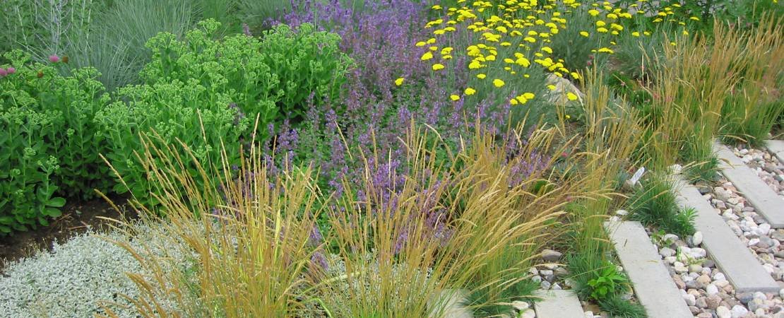 Main image for the article:Drought-Tolerant Plants and Xeriscaping: Thriving in Arid Conditions