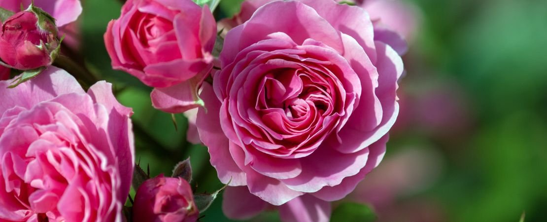 pink rose close up of multi-petaled bloom