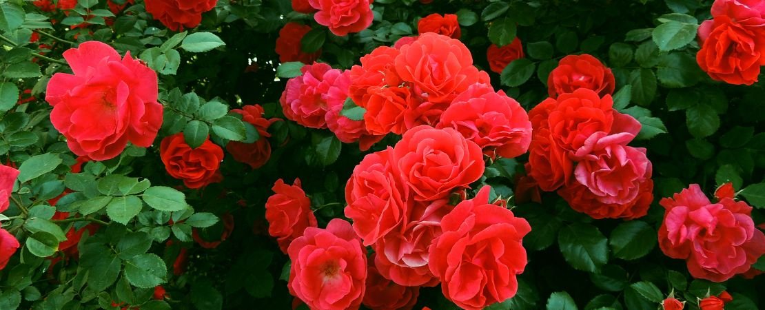multiple saturated orangey red flowers on a rose bush