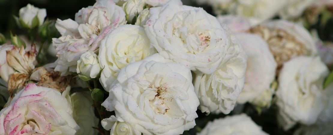 white floribunda rose blooms