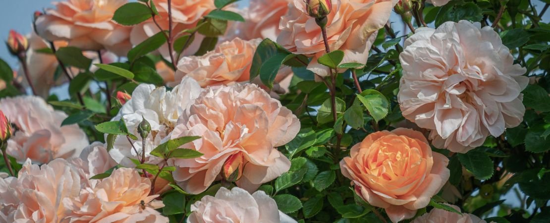 multiple blooms of an apricot colored rose with blue sky behind